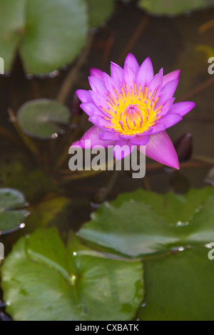 Blue star water lily (blue lotus flower) (Nymphaea stellata), national flower of Sri Lanka, Asia Stock Photo