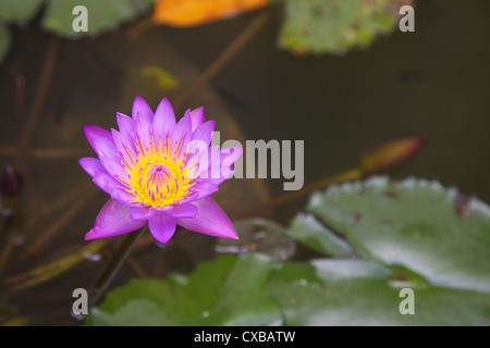 Blue star water lily (blue lotus flower) (Nymphaea stellata), national flower of Sri Lanka, Asia Stock Photo