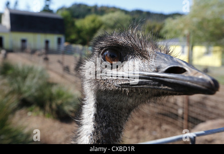 Emu, Ocean Breeze Emu Farm, Gullivers Cove, Digby, Nova Scotia Stock Photo