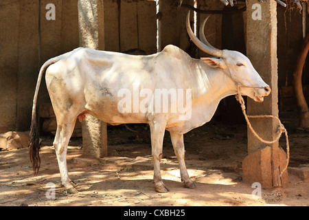 Indian zebu Andhra Pradesh South India Stock Photo