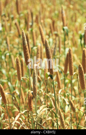 Finger Millet field Andhra Pradesh South India Stock Photo