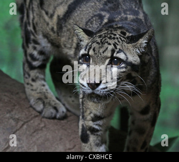 Clouded Leopard Stock Photo