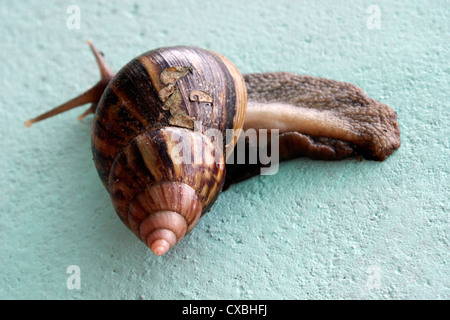 Close-up view of a Common Garden Snail Stock Photo