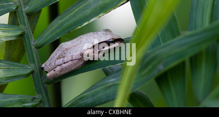 Common Indian Tree Frog, Polypedates maculatus, Nepal Stock Photo