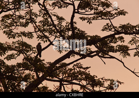 Silhouette of an Oriental Honey Buzzard, Pernis ptilorhynchus, sitting in a tree at sunset, Chitwan National Park, Nepal Stock Photo