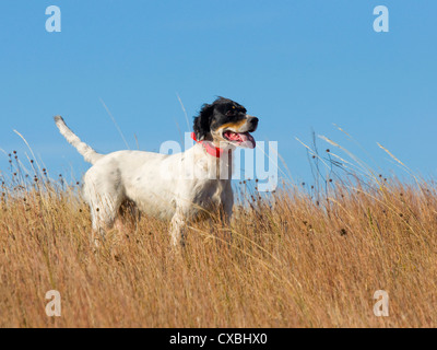 English Setter On Point Stock Photo