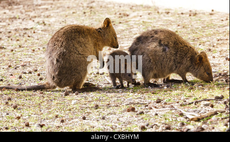 An family of quokkas (Setonix brachyurus) Stock Photo