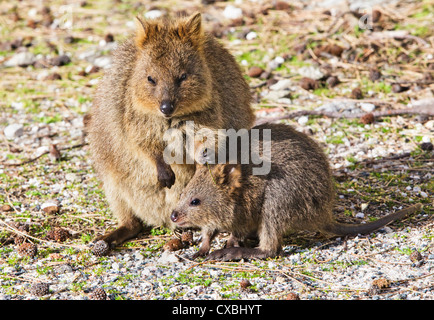 An adult quokka (Setonix brachyurus) with its young. Stock Photo