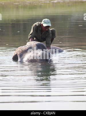 Nepali ranger washing an elephant in a river, Bardia National Park, Nepal Stock Photo