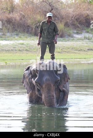 Nepali ranger standing on an elephant in a river, Bardia National Park, Nepal Stock Photo