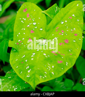 The morning shower leaving a beautiful parttern on arrowleaf; also called the elephant ear leaf Stock Photo