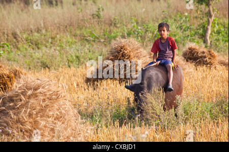 Nepali boy sitting on a domestic water buffalo in a field of wheat, Bardiya, Nepal Stock Photo