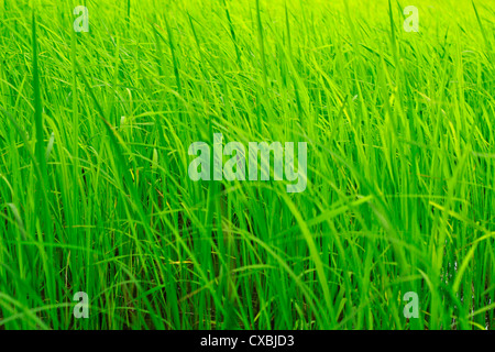 green paddy field; Kerala, India Stock Photo