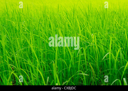 green paddy field; Kerala, India Stock Photo