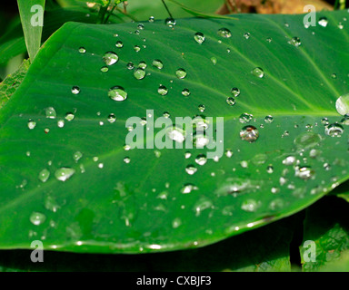 The morning shower leaving a beautiful parttern on arrowleaf; also called the elephant ear leaf Stock Photo