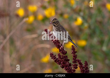 Savannah Sparrow (Passerculus sandwichensis) perched on plant at Nanaimo River Estuary,Vancouver Island, BC, Canada in September Stock Photo