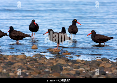 A group of Black Oystercatchers (Haematopus bachmani) feeding on shoreline at Qualicum Beach Vancouver Island, BC in September Stock Photo