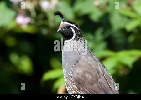 California Quail (Callipepla californica) adult male close-up perched on a fence in Nanaimo, Vancouver Is, BC, Canada in August Stock Photo