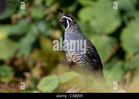 California Quail (Callipepla californica) adult male perched on a fence in Nanaimo, Vancouver Island, BC, Canada in August Stock Photo