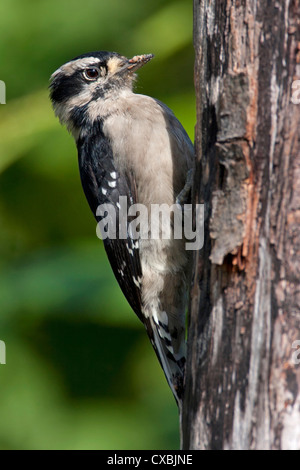 Downy Woodpecker (Picoides pubescens) female, perched on side of tree trunk and feeding in Nanaimo, BC,Canada in August Stock Photo