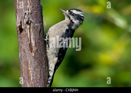 Downy Woodpecker (Picoides pubescens) female, perched on side of tree trunk and feeding in Nanaimo, BC,Canada in September Stock Photo