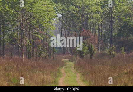 Sal forest in Bardia National Park, Terai Region, Nepal Stock Photo