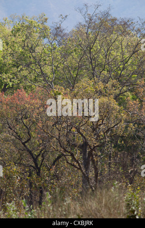 Sal forest in Bardia National Park, Terai Region, Nepal Stock Photo