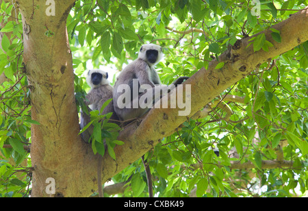 Nepal Gray Langur, Semnopithecus schistaceus, Bardia National Park, Nepal Stock Photo