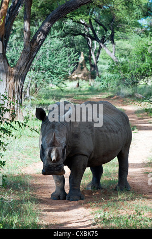 White rhinoceros (Ceratotherium simum), Namibia, Africa Stock Photo