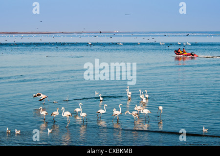 Greater flamingos (Phoenicopterus ruber roseus), Walvis Bay, Erongo Region, Namibia, Africa Stock Photo