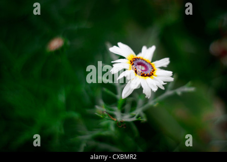 Lone flower head of a variety of Painted Daisy (ismelia carinata, Chrysanthemum carinatum) on wild green background. Stock Photo