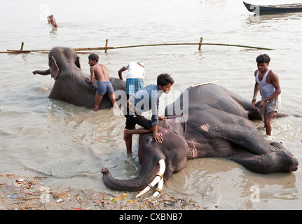 Young men, mahouts, washing tusked elephants in the holy River Ganges in preparation for Sonepur Cattle Fair, Bihar, India, Asia Stock Photo