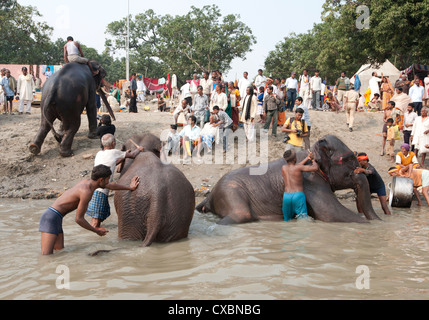 Young men, mahouts, washing tusked elephants in the holy River Ganges in preparation for Sonepur Cattle Fair, Bihar, India, Asia Stock Photo