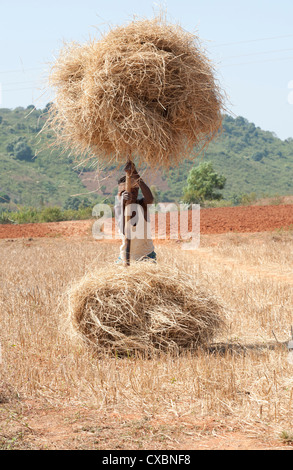 Man carrying bundles of rice straw balanced on wooden pole along rural ...