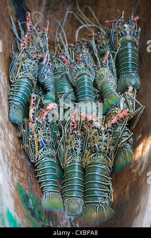 Fresh lobster catch in the Marovo Lagoon, Solomon Islands, Pacific Stock Photo