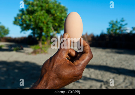 Megapode egg, Savo island, Solomon Islands, Pacific Stock Photo