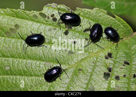Alder Leaf Beetles Agelastica alni Stock Photo