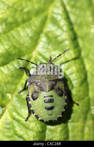 Green Shield Bug nymph Palomena prasina Stock Photo