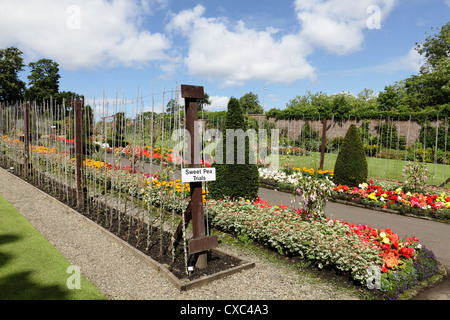 Sweet Pea trials at the Walled Garden in Bellahouston Park, Glasgow, Scotland, UK Stock Photo