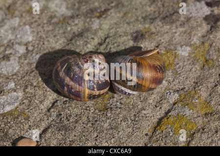 Garden Snails (Helix aspersa). Two alongside, showing shell whorls from different angles. Note strong orange-yellow transverse l Stock Photo