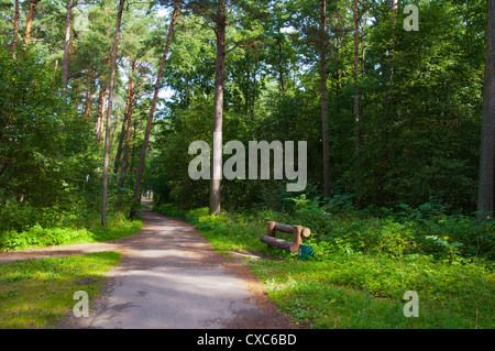 Forest behind the beach Pirita district Tallinn Estonia Europe Stock Photo