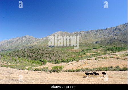 Ostriches, Swartberg, South Africa, Africa Stock Photo