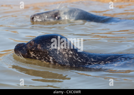 Seals; head profiles of, top, Grey or Atlantic Seal (Halichoerus grypus).Bottom; Common or Harbour Seal (Phoca vitulina). Stock Photo