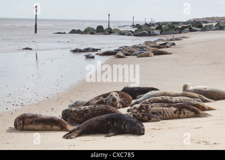 Grey Seals (Halichoerus grypus), hauled out on Winterton beach. Norfolk. Anti-erosion imported granite rock brakewaters behind. Stock Photo