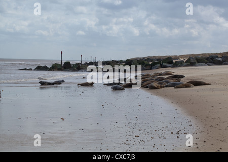 Grey Seals (Halichoerus grypus), hauled out on Winterton beach. Norfolk. Anti-erosion imported granite rock breakewaters. Stock Photo