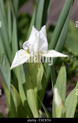 'Lilly White' Dwarf Iris, Dvärgiris (Iris pumila) Stock Photo