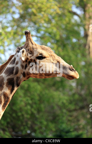 Large male giraffe (Giraffa camelopardalis) at Melaka Zoo. Stock Photo