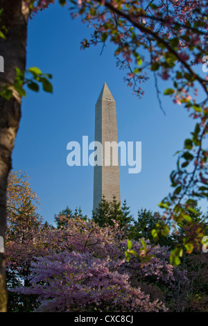 The Washington Monument framed by Japanese cherry trees in bloom, Washington D.C., United States of America, North America Stock Photo