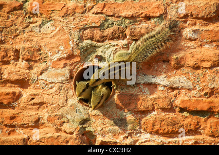 THREE PALM SQUIRRELS IN A PIPE RAJASTHAN INDIA Stock Photo