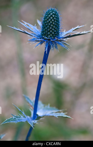 ERYNGIUM ZABELII BIG BLUE IN GARDEN SETTING Stock Photo